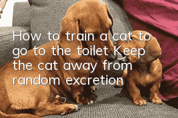 How to train a cat to go to the toilet? Keep the cat away from random excretion!