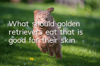 What should golden retrievers eat that is good for their skin?