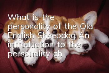 What is the personality of the Old English Sheepdog? An introduction to the personality characteristics of the Old English Sheepdog.