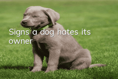 Signs a dog hates its owner