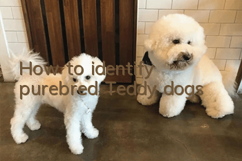 How to identify purebred Teddy dogs