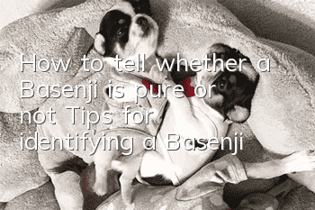 How to tell whether a Basenji is pure or not? Tips for identifying a Basenji