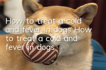 How to treat a cold and fever in dogs How to treat a cold and fever in dogs