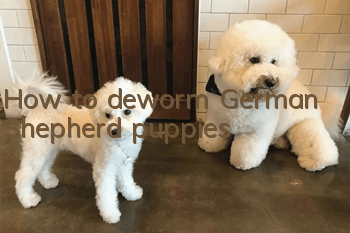 How to deworm German Shepherd puppies