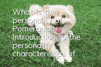 What is the personality of Pomeranian? Introduction to the personality characteristics of Pomeranian