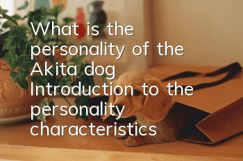 What is the personality of the Akita dog? Introduction to the personality characteristics of the Akita dog