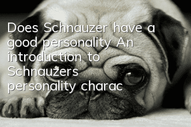 Does Schnauzer have a good personality? An introduction to Schnauzer’s personality characteristics