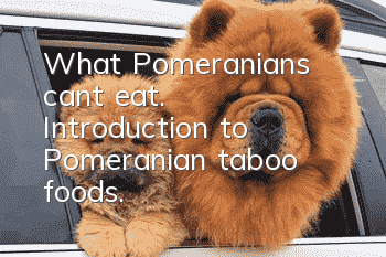 What Pomeranians can’t eat. Introduction to Pomeranian taboo foods.