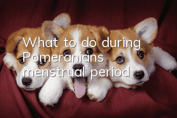 What to do during Pomeranian’s menstrual period