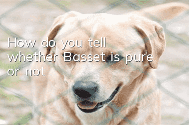 How do you tell whether Basset is pure or not?