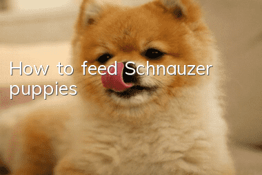 How to feed Schnauzer puppies