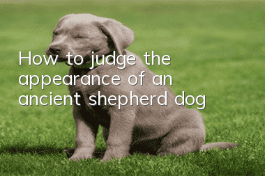 How to judge the appearance of an ancient shepherd dog