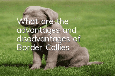 What are the advantages and disadvantages of Border Collies?
