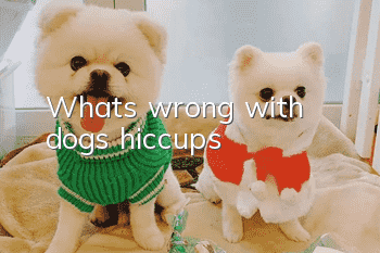 What's wrong with dogs hiccups?