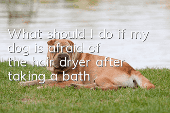 What should I do if my dog ​​is afraid of the hair dryer after taking a bath?