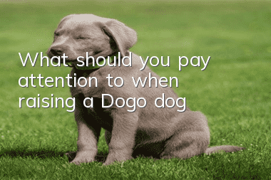 What should you pay attention to when raising a Dogo dog?