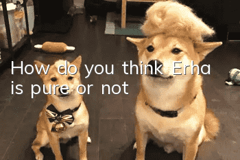 How do you think Erha is pure or not?