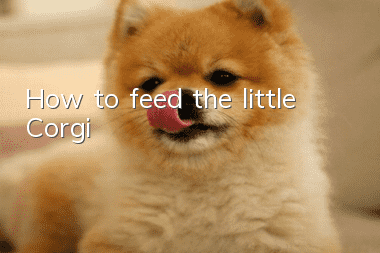 How to feed the little Corgi