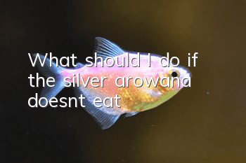 What should I do if the silver arowana doesn’t eat?