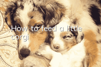 How to feed a little corgi