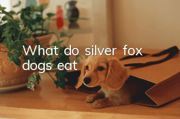 What do silver fox dogs eat?