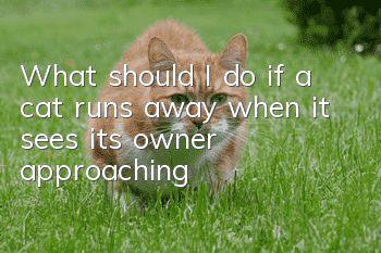 What should I do if a cat runs away when it sees its owner approaching?