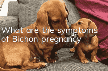 What are the symptoms of Bichon pregnancy?