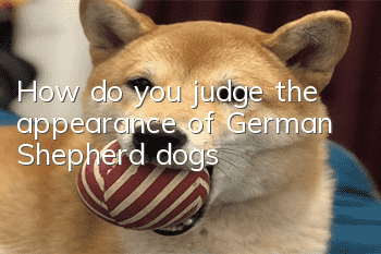How do you judge the appearance of German Shepherd dogs?