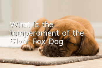 What is the temperament of the Silver Fox Dog?
