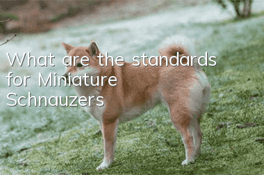 What are the standards for Miniature Schnauzers?
