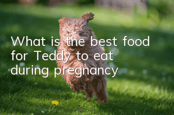 What is the best food for Teddy to eat during pregnancy?