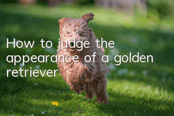 How to judge the appearance of a golden retriever