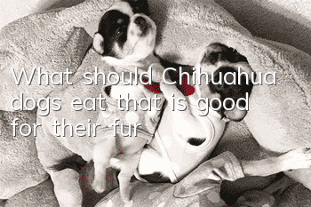 What should Chihuahua dogs eat that is good for their fur?