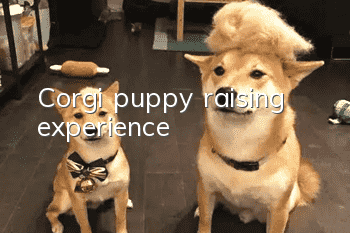 Corgi puppy raising experience