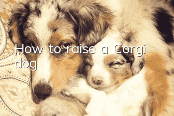 How to raise a Corgi dog