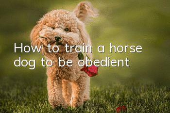 How to train a horse dog to be obedient