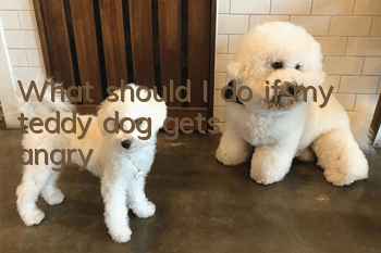 What should I do if my teddy dog gets angry?