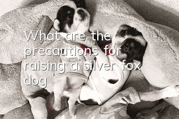What are the precautions for raising a silver fox dog?