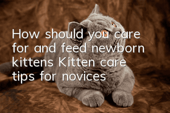 How should you care for and feed newborn kittens? Kitten care tips for novices!