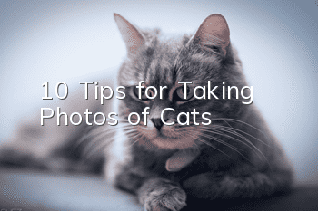 10 Tips for Taking Photos of Cats