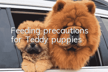 Feeding precautions for Teddy puppies
