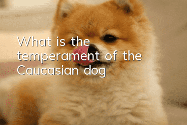 What is the temperament of the Caucasian dog?