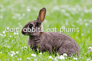 Can rabbits eat plums?