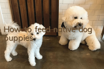 How to feed native dog puppies