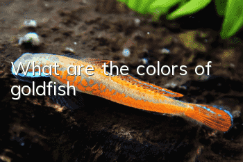 What are the colors of goldfish?