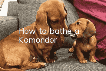 How to bathe a Komondor