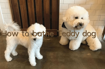 How to bathe Teddy dog
