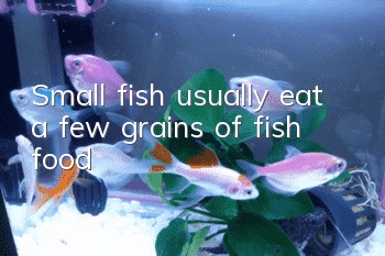 Small fish usually eat a few grains of fish food
