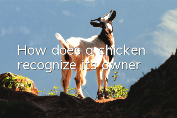How does a chicken recognize its owner?