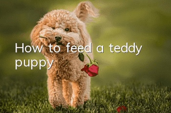 How to feed a teddy puppy